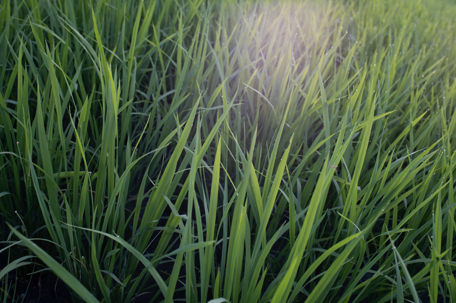 「雨粒が煌めく稲の葉先」の写真