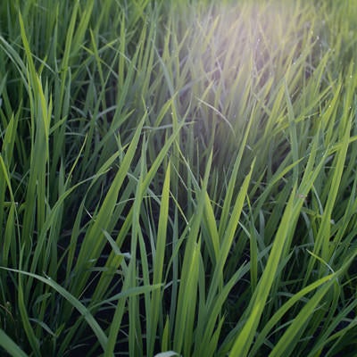 雨粒が煌めく稲の葉先の写真
