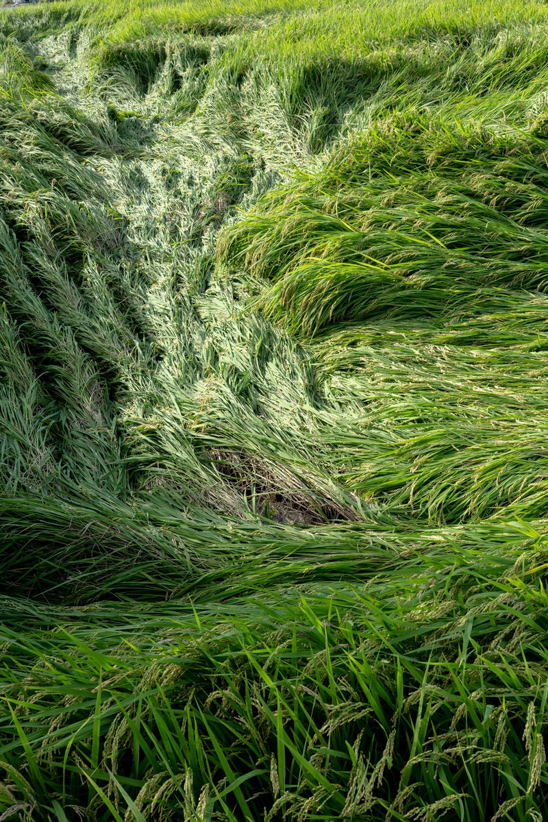 「実をつけた稲の台風被害」の写真