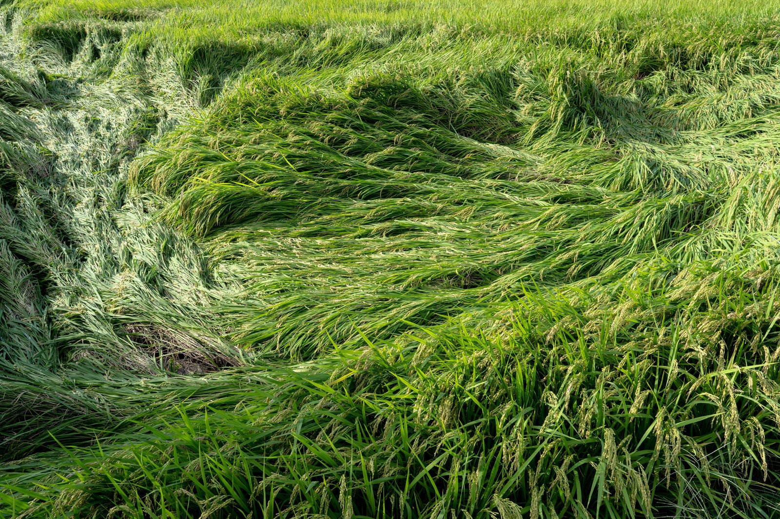 「田んぼの稲が台風によって被害を受ける」の写真