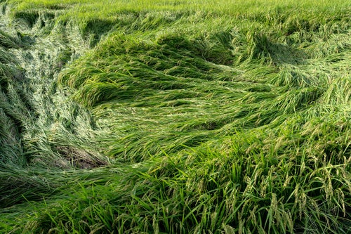 田んぼの稲が台風によって被害を受けるの写真