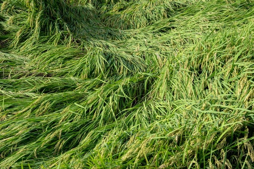 台風の影響を受けた稲の写真