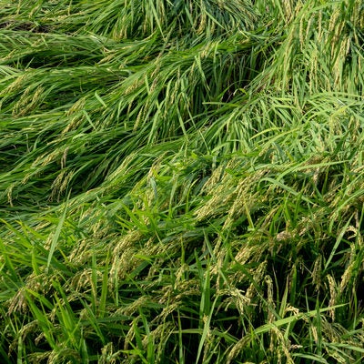 台風の強風で稲が倒れてしまった田んぼの様子の写真