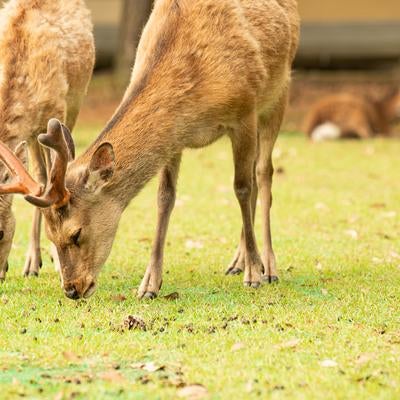頭下げとけ、角が立つからなの写真