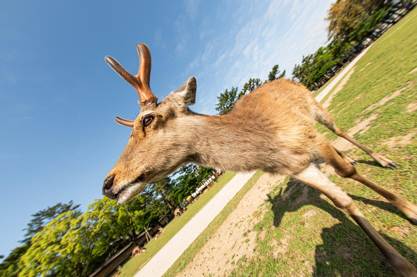 「鹿にシカトされた！」の写真