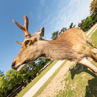 鹿にシカトされた！の写真