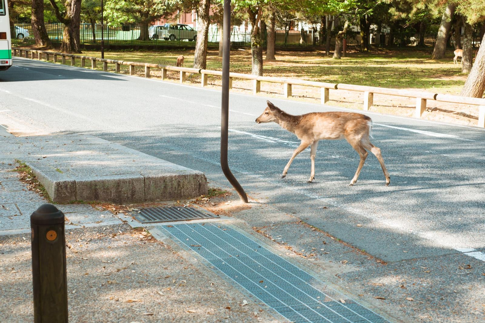 「まだ馬さんとは出会っていません」の写真