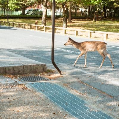 まだ馬さんとは出会っていませんの写真