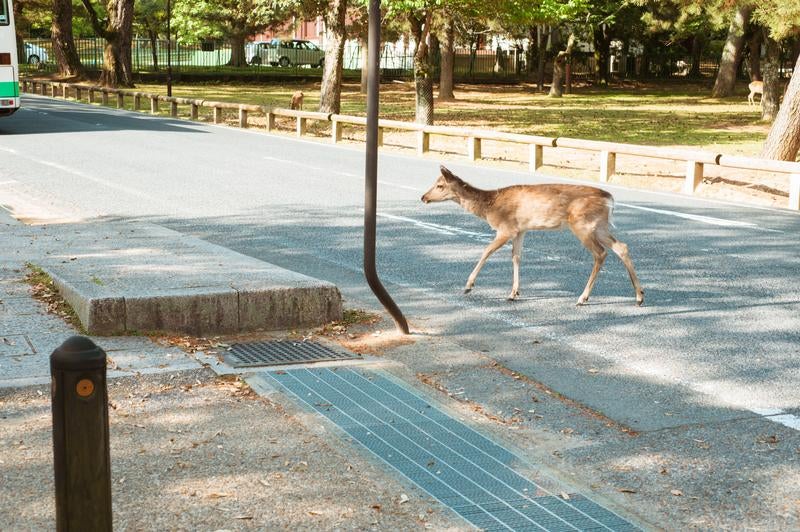 まだ馬さんとは出会っていませんの写真
