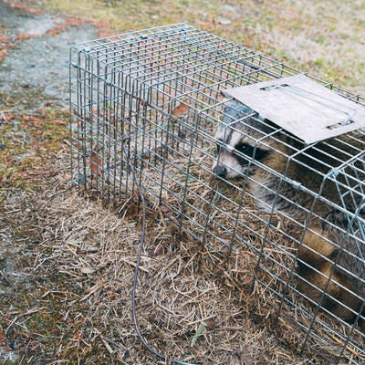農作物被害で捕獲されたアライグマの写真