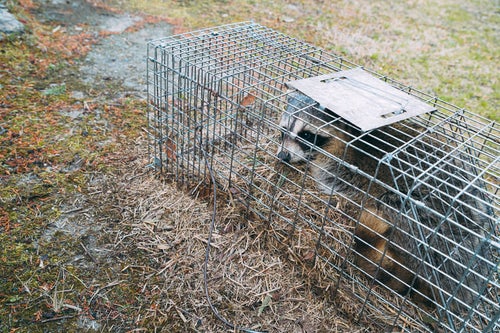 農作物被害で捕獲されたアライグマの写真