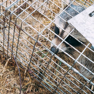 害獣化したアライグマを捕獲の写真