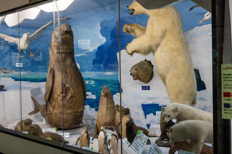 極地（北極・南極）の動物剥製コーナーの写真