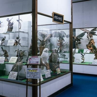 つやま自然のふしぎ館にある第6室　世界の鳥（珍鳥）コーナーの素材