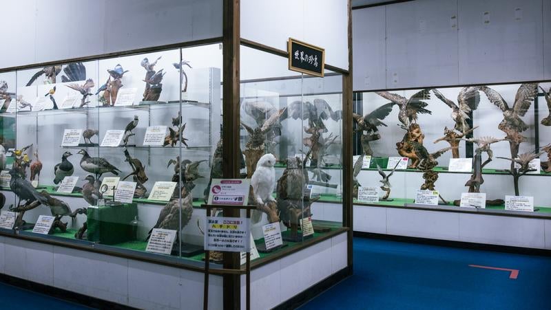 つやま自然のふしぎ館にある第6室　世界の鳥（珍鳥）コーナーの写真