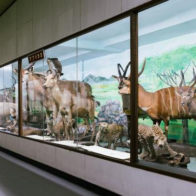 つやま自然のふしぎ館にある第15室　西アジア・アフリカの動物の写真