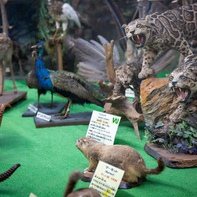 つやま自然のふしぎ館の剥製展示の様子の素材