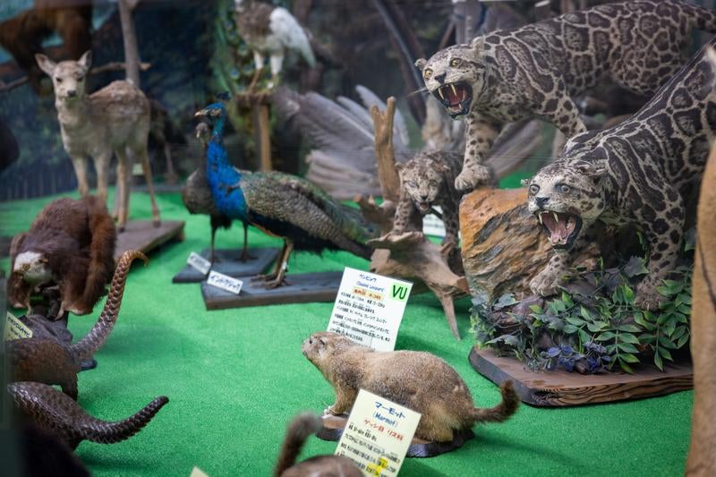 つやま自然のふしぎ館の剥製展示の様子の写真