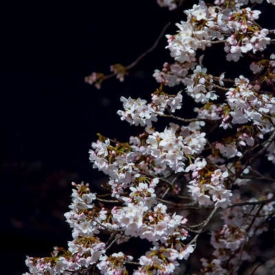 暗闇に浮かぶ夜桜の枝 - ライトアップされた春の夜間撮影の写真