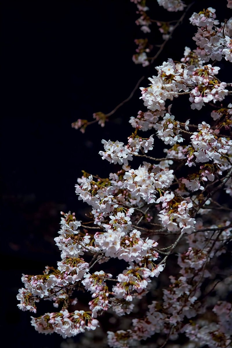 「暗闇と夜桜」の写真