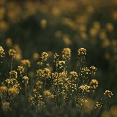 静寂に咲く菜の花たちの囁きの写真