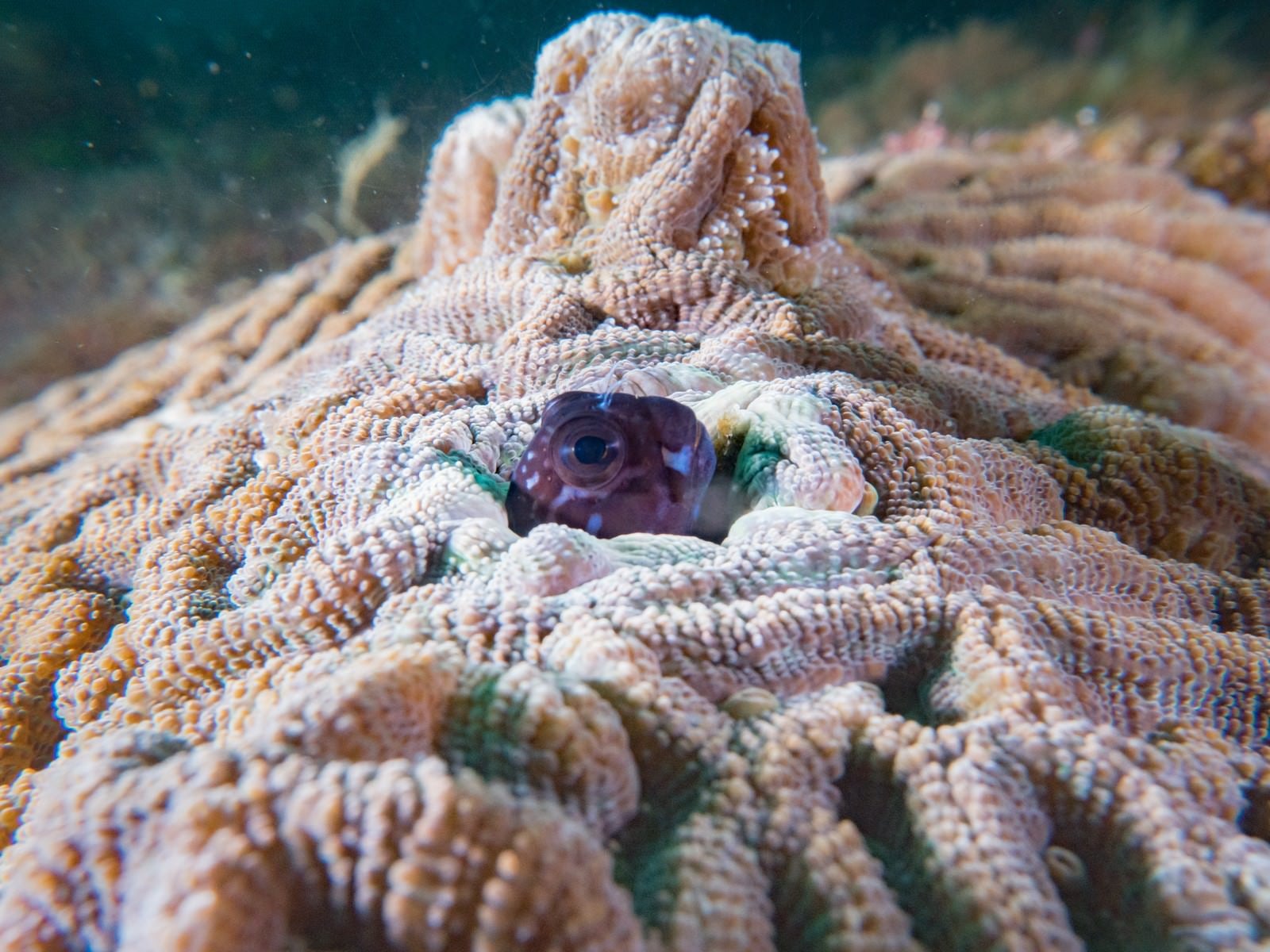 「珊瑚の隙間に隠れるギンポにょき」の写真
