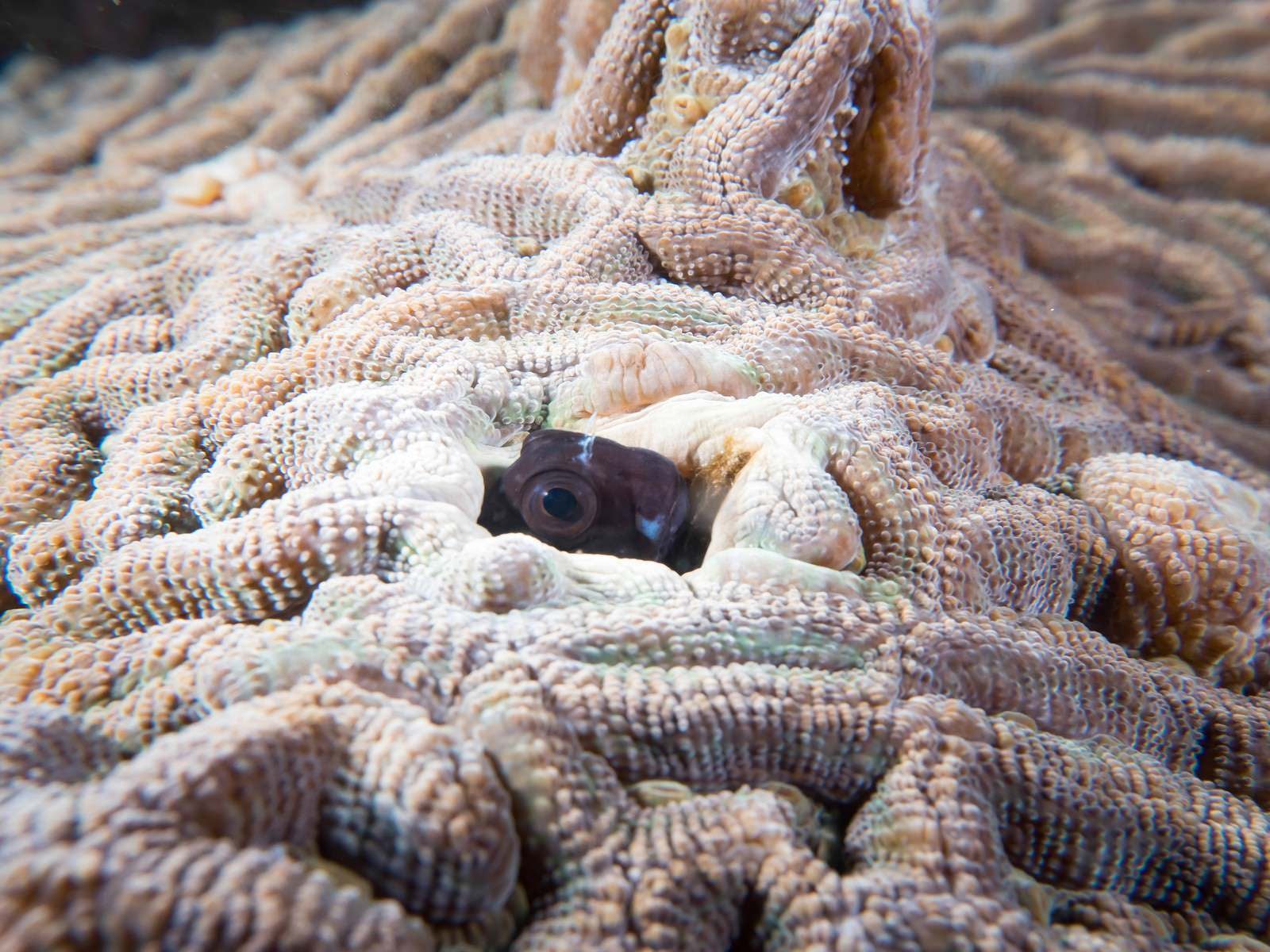 「珊瑚に隙間から顔を出すギンポひょこ」の写真