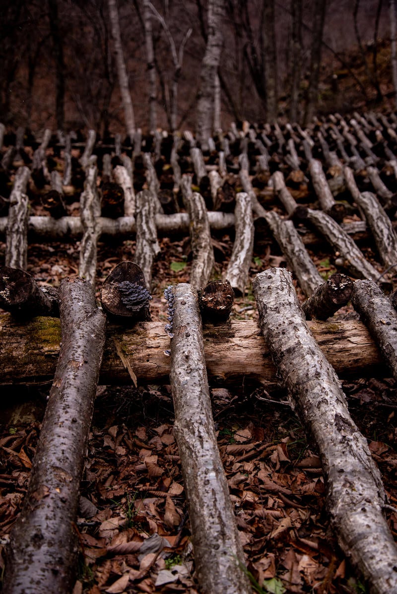 「椎茸栽培の駒打ちが終わった大量の原木」の写真
