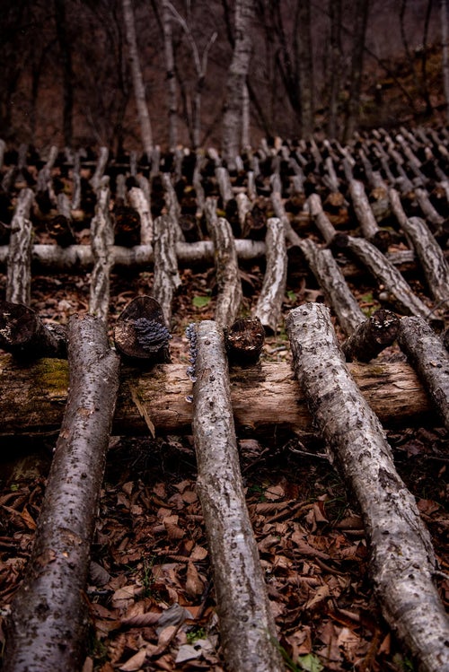 椎茸栽培の駒打ちが終わった大量の原木の写真