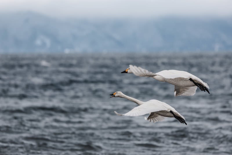 猪苗代湖で出会う渡り鳥の旅路の写真