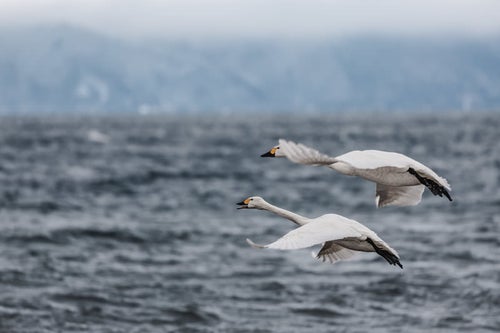 猪苗代湖で出会う渡り鳥の旅路の写真
