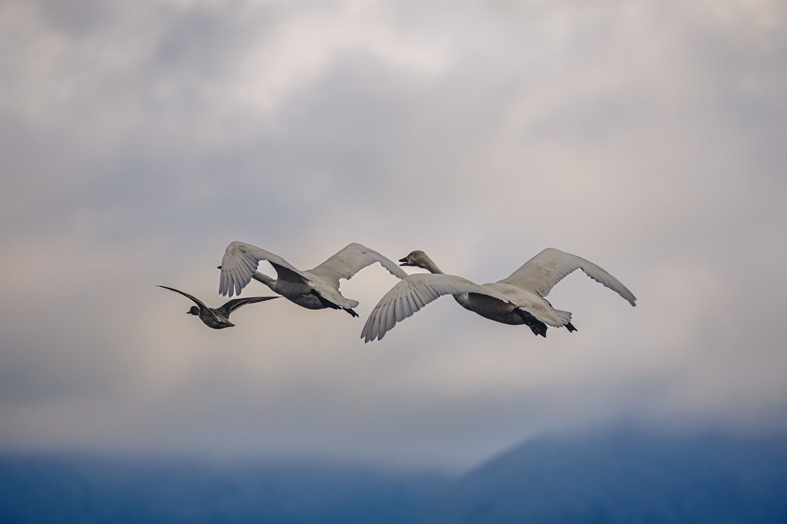 「猪苗代湖の渡り鳥と白鳥の舞」の写真