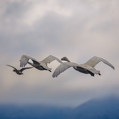 猪苗代湖の渡り鳥と白鳥の舞の写真