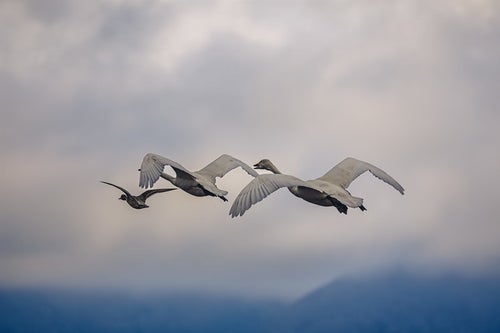 猪苗代湖の渡り鳥と白鳥の舞の写真