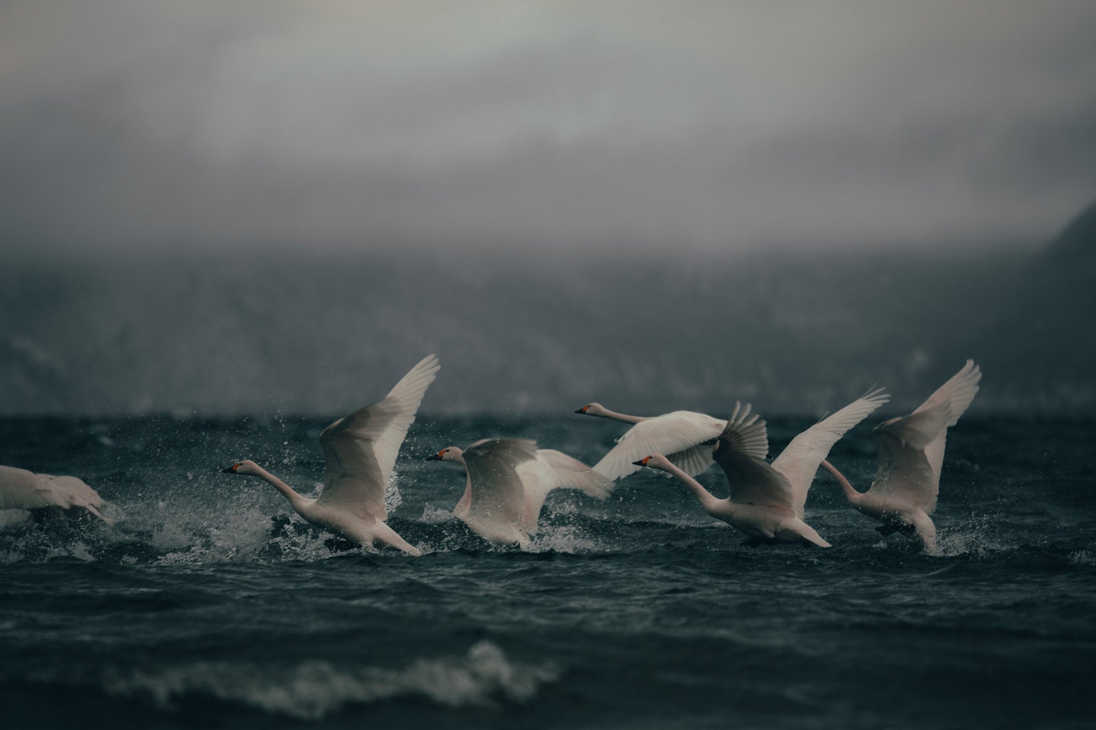 「飛び立とうとする白鳥の群れ」の写真