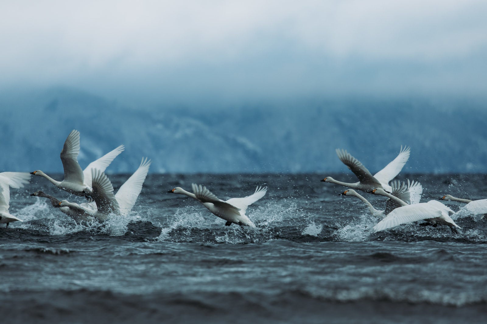 「猪苗代湖で踏み切る白鳥の飛び立ち」の写真