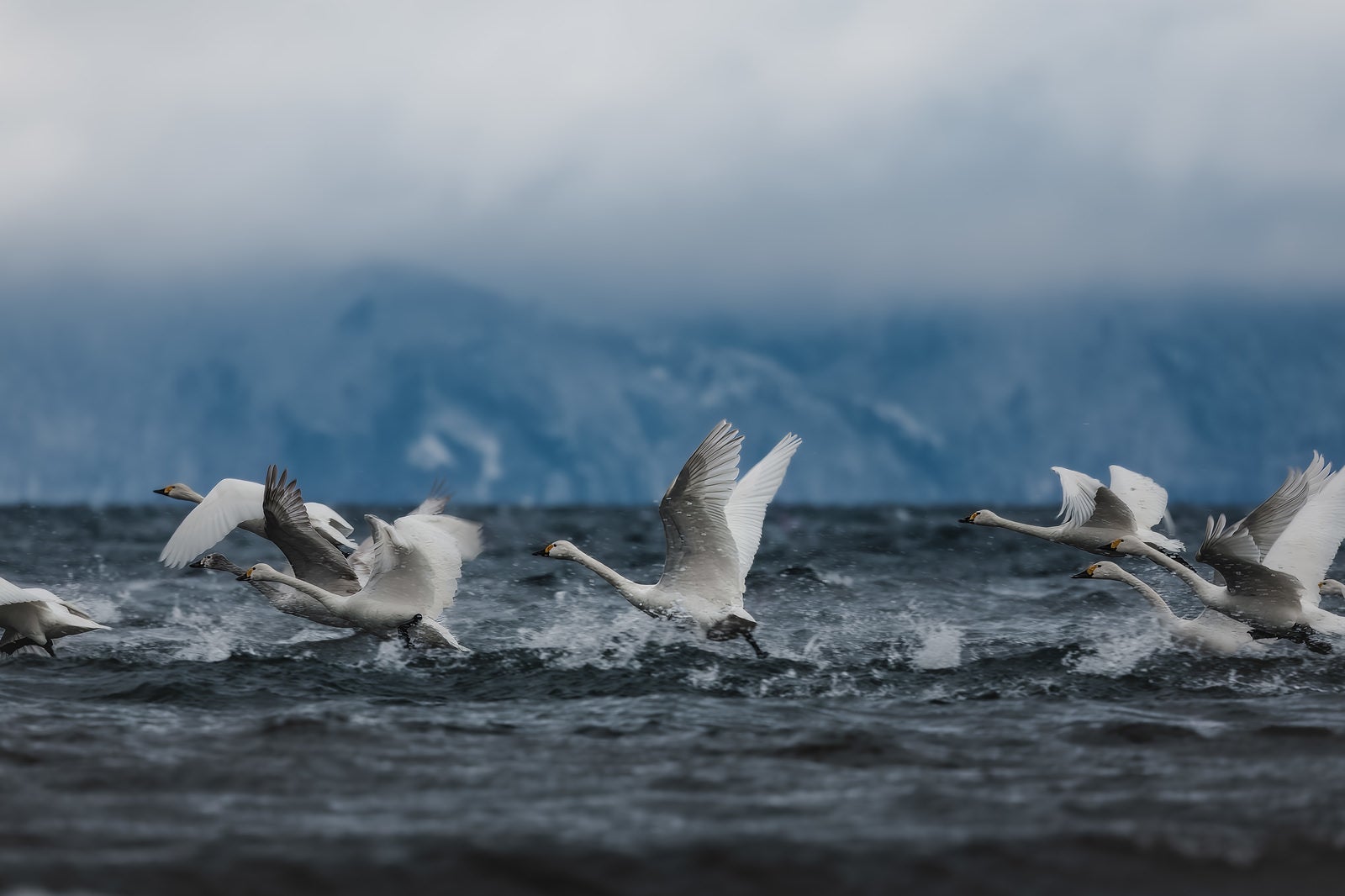 「水面を蹴り上げる白鳥の群れ」の写真