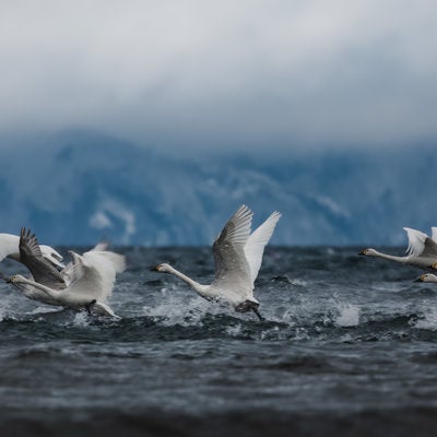 水面を蹴り上げる白鳥の群れの写真