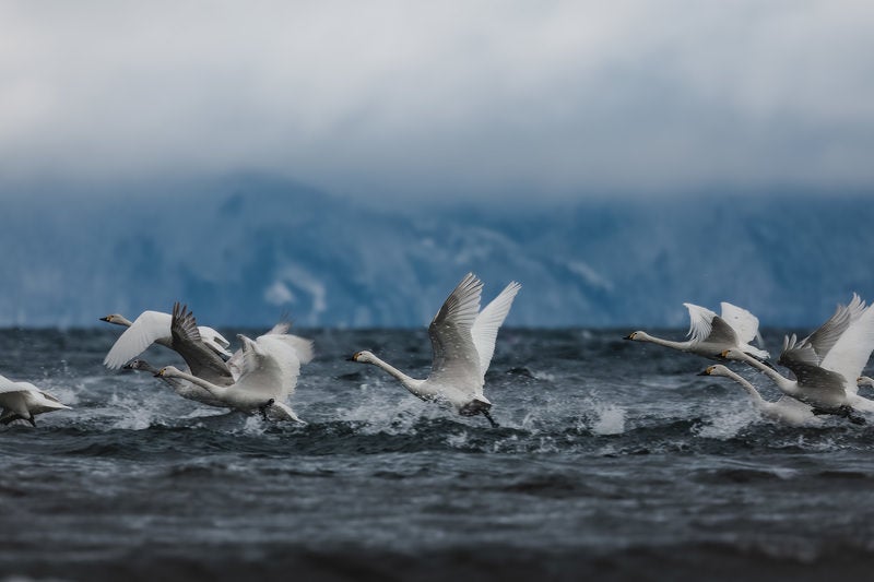 水面を蹴り上げる白鳥の群れの写真