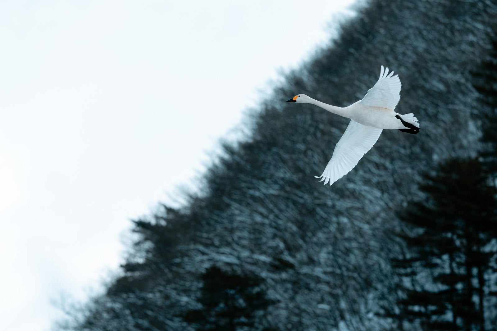 「猪苗代湖の空を舞う白鳥」の写真