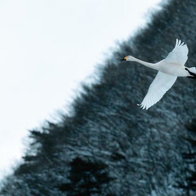 猪苗代湖の空を舞う白鳥の写真