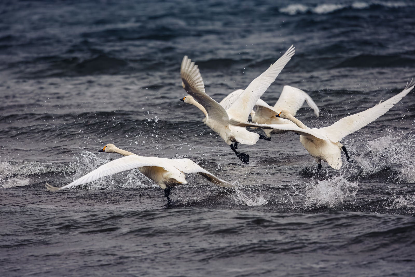 「飛び立とうと水面を蹴り上げる白鳥の群れ」の写真