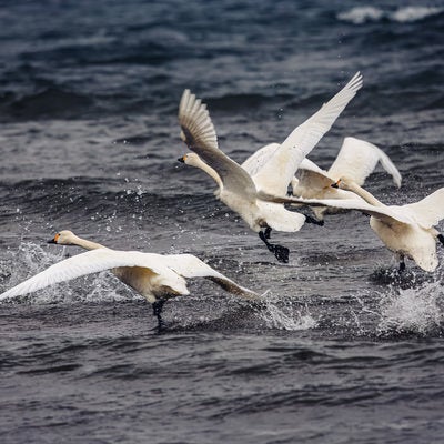 飛び立とうと水面を蹴り上げる白鳥の群れの写真