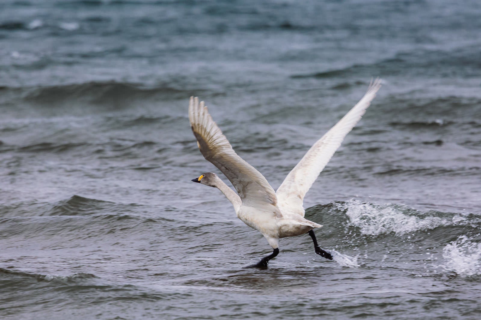 「猪苗代湖から飛び立つ白鳥の旅」の写真