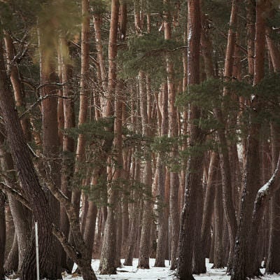 冬の木陰:の静寂なる風景の写真