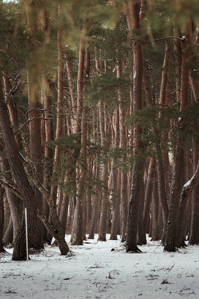「冬の木陰:の静寂なる風景」の写真