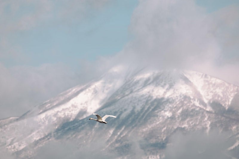 磐梯山に舞う白鳥の写真