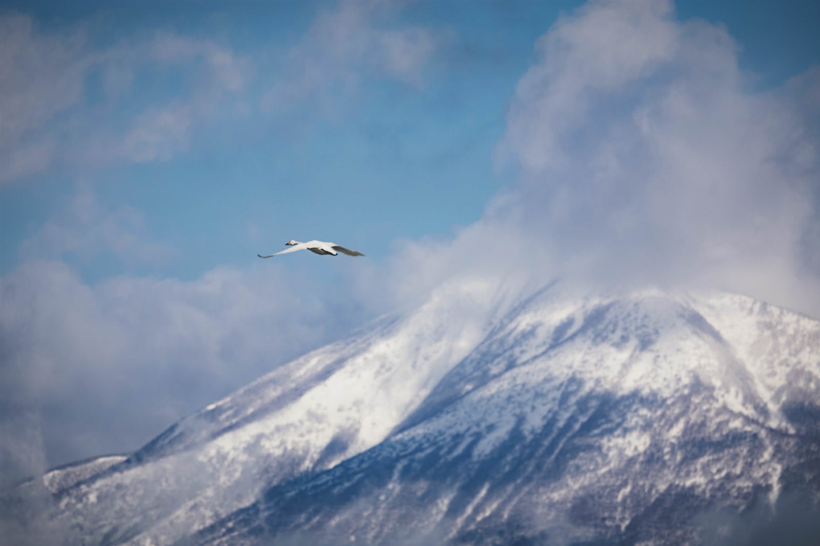 「舞う白鳥と磐梯山の出会い」の写真