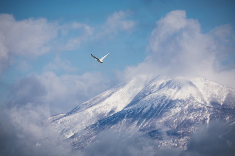 磐梯山を背に飛び立つ白鳥の写真