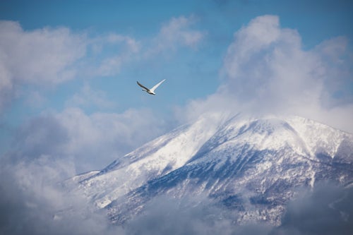 磐梯山を背に飛び立つ白鳥の写真